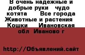 В очень надежные и добрые руки - чудо - котята!!! - Все города Животные и растения » Кошки   . Ивановская обл.,Иваново г.